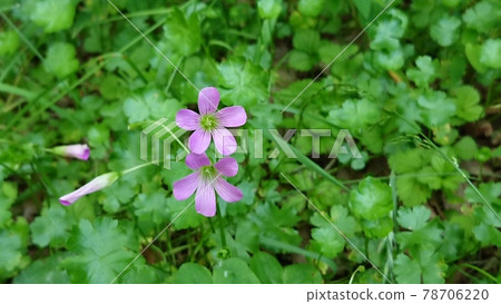 粉紅酢漿草（Pink Woodsorrel） 78706220