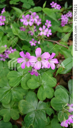 粉紅酢漿草（Pink Woodsorrel） 78706221