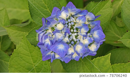 明亮的繡球花 78706240