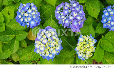 明亮的繡球花 78706242