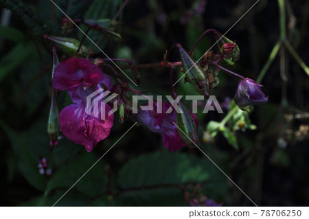 Impatiens glandulifera plant.  78706250