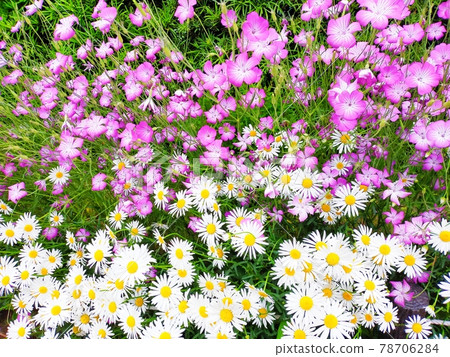 Spring flower Spring flower 78706284