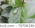 Tree frog resting on leaves 78706286