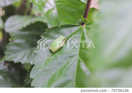 Tree frog resting on leaves Tree frog resting on leaves 78706286