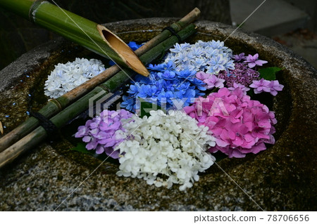 Moist and wet chozubachi and hydrangea Moist and wet chozubachi and hydrangea 78706656