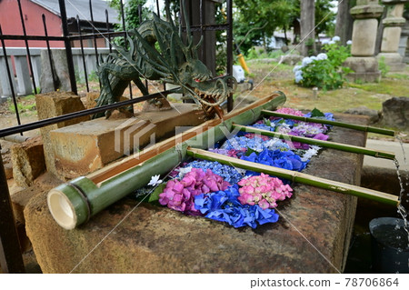 龍長子屋和繡球花 78706864