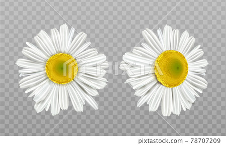 Realistic spring chamomile, daisy flowers Realistic spring chamomile, daisy flowers 78707209