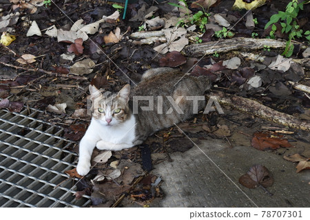 A cat relaxing on the fallen leaves 78707301