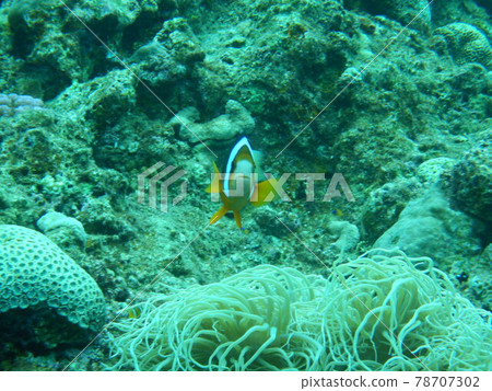 Front face of anemone fish 78707302