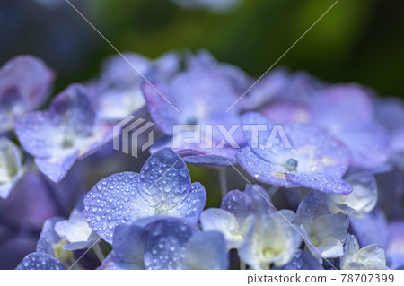 雨中的繡球花 雨中的繡球花 78707399