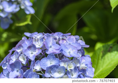 Hydrangea in the rain 78707403