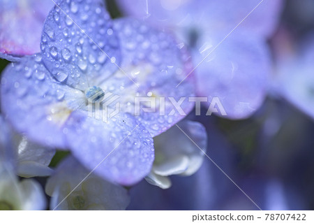雨中的繡球花 78707422