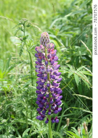 羽扇豆豆豆Noori Fuji 78707576