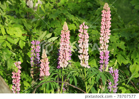 羽扇豆豆豆Noori Fuji 78707577