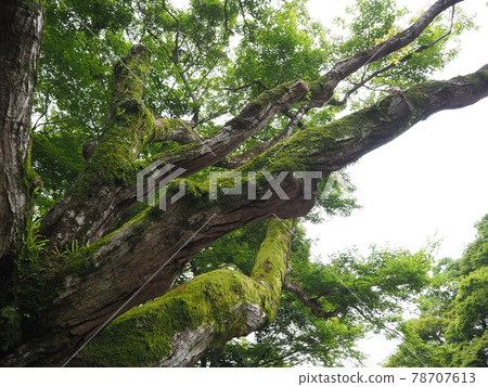 Maple summer 78707613