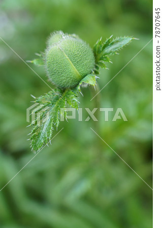 Green plant poppy flower bud  78707645