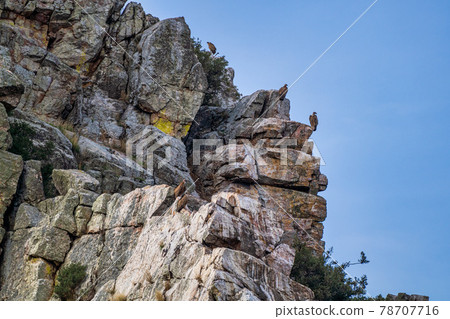 Griffon vultures, Gyps fulvus in Monfrague National Park. Extremadura, Spain 78707716