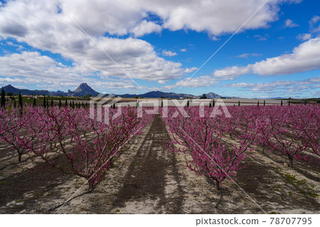 Peach blossom in Cieza, Mirador El Horno in the Murcia region in Spain Peach blossom in Cieza, Mirador El Horno in the Murcia region in Spain 78707795