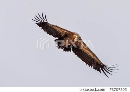 Griffon vulture, Gyps fulvus in Monfrague National Park. Extremadura, Spain 78707805