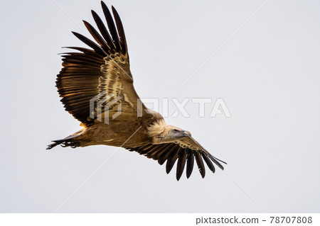 Griffon vulture, Gyps fulvus in Monfrague National Park. Extremadura, Spain 78707808