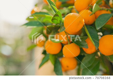 清爽可口的黃橙樹橘子與綠葉 78708168