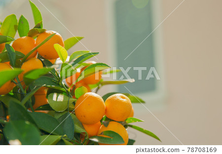 清爽可口的黃橙樹橘子果實與綠葉 78708169