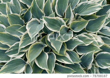 Green and white hosta plant start growing gardening spring time Green and white hosta plant start growing gardening spring time 78708187