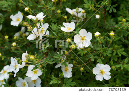 Bloodroot or cinquefoil white flowers and green leaves on green background Bloodroot or cinquefoil white flowers and green leaves on green background 78708189