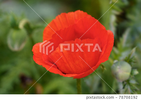 red poppy flower on blurry green background with green buds red poppy flower on blurry green background with green buds 78708192