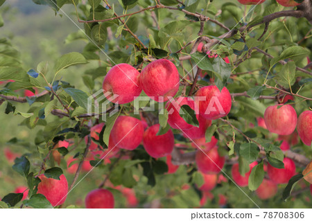 Apples from the red apple trees of the delicious farm 78708306