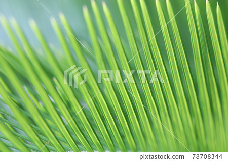 Fresh green Cycad leaves closeup Fresh green Cycad leaves closeup 78708344