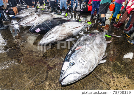 Frozen bluefin tuna piled on the ground at the fish market waiting for auction, donggang fish market auction scene in Pingtung, Taiwan. 78708359