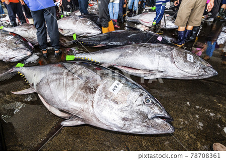 Frozen bluefin tuna piled on the ground at the fish market waiting for auction, donggang fish market auction scene in Pingtung, Taiwan. Frozen bluefin tuna piled on the ground at the fish market waiting for auction, donggang fish market auction scene in Pingtung, Taiwan. 78708361