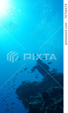 Divers swimming in the sea of coral reefs 78708474