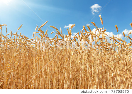 Scenic landscape of ripe golden organic wheat stalk field against blue sky on bright sunny summer day. Cereal crop harvest growth background. Agricultural agribuisness business concept 78708970