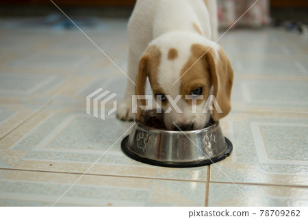 Little puppy Beagle dog is eating meal in the bowl for pet diet healthy food 78709262