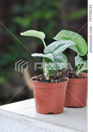 Satin Pothos, Silver hilodendron or Scindapsus pictus Hassk or Argyreus 78709281