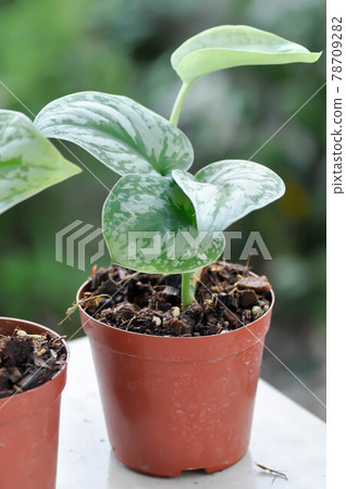 Satin Pothos, Silver hilodendron or Scindapsus pictus Hassk or Argyreus 78709282