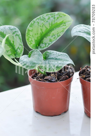 Satin Pothos, Silver hilodendron or Scindapsus pictus Hassk or Argyreus 78709283