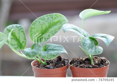 Satin Pothos, Silver hilodendron or Scindapsus pictus Hassk or Argyreus 78709285