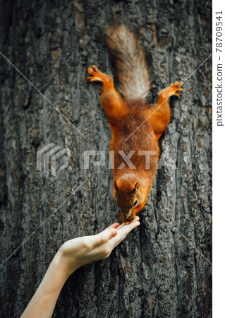 squirrel feeding with a hand on a tree 78709541