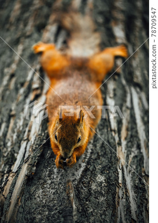 squirrel eating a nut on a tree, textured tree bark background squirrel eating a nut on a tree, textured tree bark background 78709547