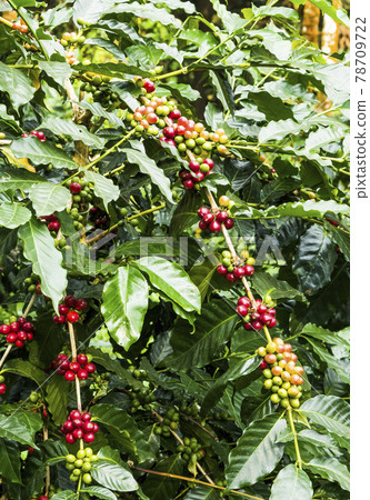 coffee tree with coffee bean on cafe plantation. Yunlin, Taiwan. 78709722