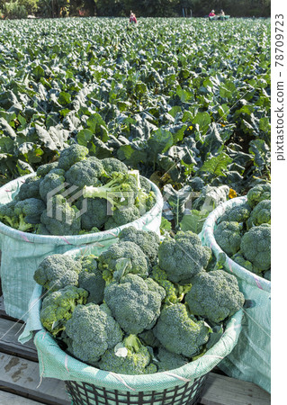 The farmer harvesting the green cauliflower in the field, Taiwan. 78709723