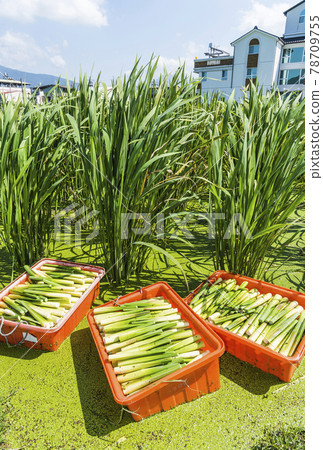 The farmer is harvesting the water bamboo(zizania latifolia) in the Nantou's field, Taiwan. 78709755