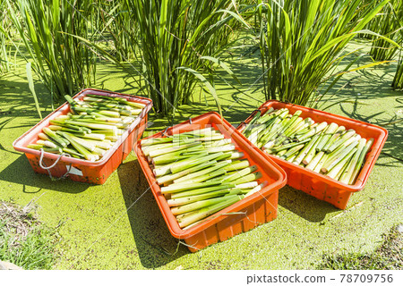 The farmer is harvesting the water bamboo(zizania latifolia) in the Nantou's field, Taiwan. 78709756