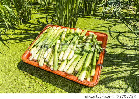 The farmer is harvesting the water bamboo(zizania latifolia) in the Nantou's field, Taiwan. The farmer is harvesting the water bamboo(zizania latifolia) in the Nantou's field, Taiwan. 78709757