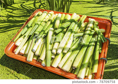 The farmer is harvesting the water bamboo(zizania latifolia) in the Nantou's field, Taiwan. The farmer is harvesting the water bamboo(zizania latifolia) in the Nantou's field, Taiwan. 78709758