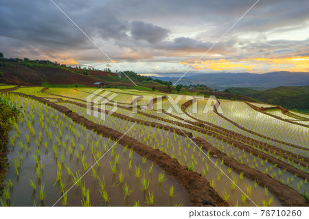 Paddy rice terraces with water reflection, green agricultural fields in countryside, mountain hills valley, Pabongpieng, Chiang Mai, Thailand. Nature landscape at sunset. Crops harvest. 78710260