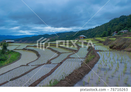 Paddy rice terraces with water reflection and rain storm, green agricultural fields in countryside, mountain hills valley, Pabongpieng, Chiang Mai, Thailand. Nature landscape. Crops harvest. 78710263